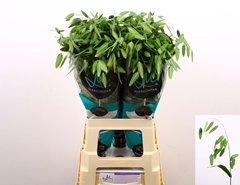 Chasmanthium Latifolium Mantis 70cm