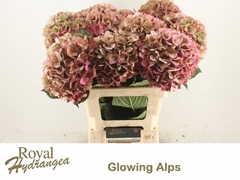 Hydrangea Glowing Alps Classic 60cm 17-19cm Hd