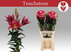 Lily Oriental Touchstone 105cm 5+
