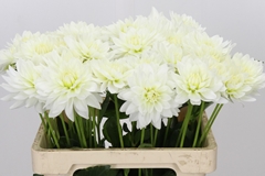 Dahlia Karma Maarten Zwaan 60cm