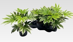 Fatsia Variegata 17Ø 40cm