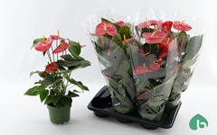 Anthurium Arebo 17Ø 55cm