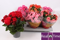 Begonia Double Mix 13Ø 30cm