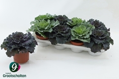 Brassica Oleracea 13Ø 15cm
