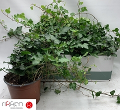 Hedera Helix Wonder 17Ø 40cm