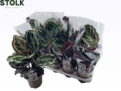 Calathea Medallion 14Ø 55cm