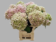 Hydrangea Verena Classic 60cm 18-20cm Hd