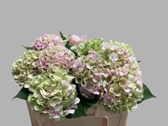 Hydrangea Verena Classic 50cm 14-16cm Hd