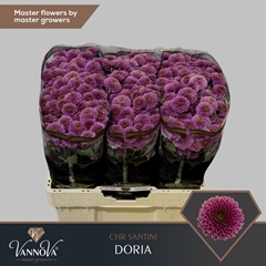 Chrysanth Santini Doria 55cm 52gr.