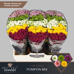 Chrysanth Santini Pompon Mix Per Bunch 55cm 44gr.