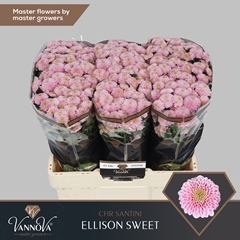 Chrysanth Santini Ellison Sweet 55cm 44gr.