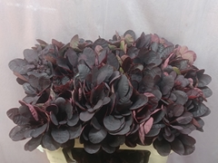 Cotinus Coggygria Royal Purple 70cm