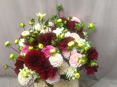 Dahlia Mix Per Bunch 50cm
