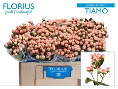Hypericum Coco Tiamo 50cm