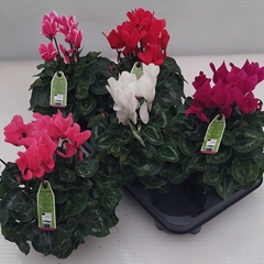 Cyclamen Midi Super Serie Macro 13Ø 30cm
