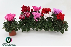 Cyclamen Super Serie Allure 10Ø 20cm