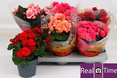 Begonia Double Mix 14Ø 28cm