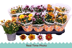 Chrysanth Mix 12Ø 25cm