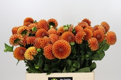 Dahlia Cornel Bronze 65cm