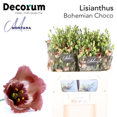 Eustoma Single Bohemian Choco 70cm