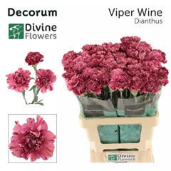 Dianthus Single Viper Wine 60cm