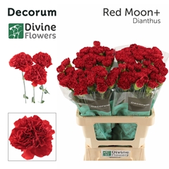 Dianthus Single Red Moon+ 60cm