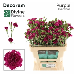 Dianthus Fiorino Purple 60cm