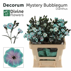 Dianthus Spray Single Painted Mystery Bubblegum 60cm