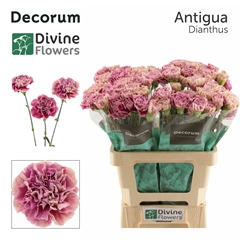 Dianthus Single Antigua 60cm
