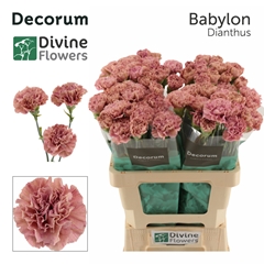 Dianthus Single Babylon 60cm