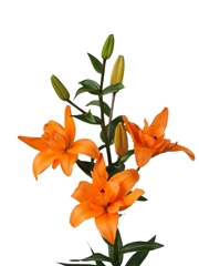 Lily La Butterfly Angel 75cm 2+