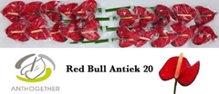 Anthurium Red Bull 9cm Hd