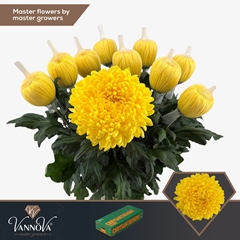 Chrysanth Single Maracuja 70cm 110gr.