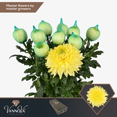 Chrysanth Single Magnum Yellow 70cm 105gr.