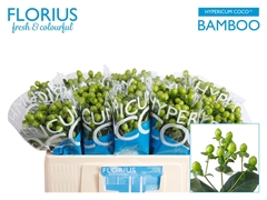 Hypericum Coco Bamboo 50cm