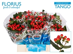 Hypericum Coco Tango 40cm