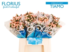 Hypericum Coco Tiamo 40cm