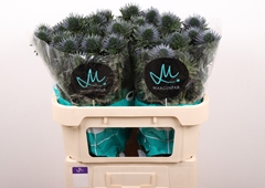 Eryngium Alpinum Scorpius Questar 70cm