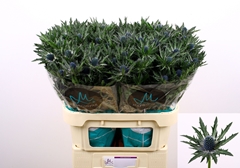 Eryngium Orion Questar 80cm