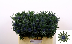 Eryngium Aquarius Questar 50cm
