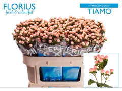 Hypericum Coco Tiamo 70cm