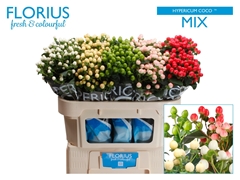 Hypericum Coco Mix 70cm