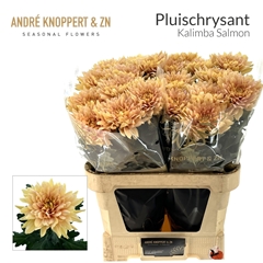 Chrysanth Single Kalimba Salmon 85cm 110gr.