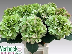Hydrangea Verena Classic 60cm 16-18cm Hd