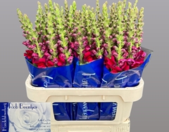 Antirrhinum Potomac Red 75cm