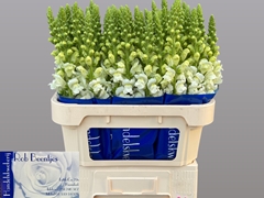 Antirrhinum Antibes White 75cm