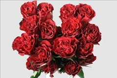 Rosa Hearts 50cm
