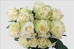 Rosa Mondial 50cm