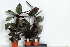 Calathea Sanderiana 19Ø 80cm