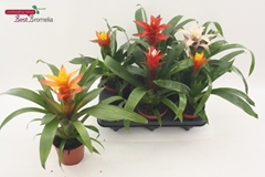 Guzmania Mix 12Ø 35cm
